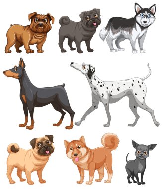 köpek koleksiyonu
