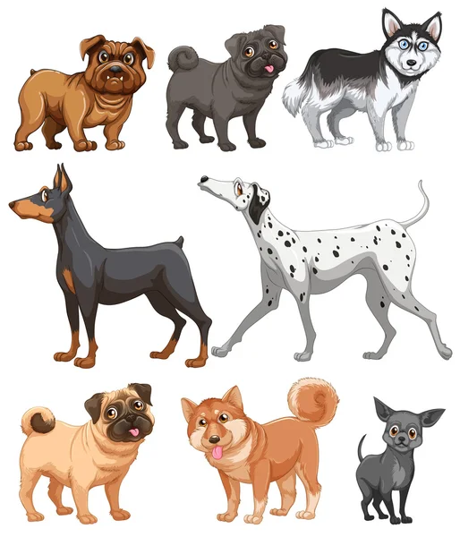 Dogs collection — Stock Vector