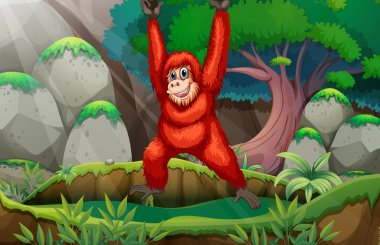 Orman orangutan