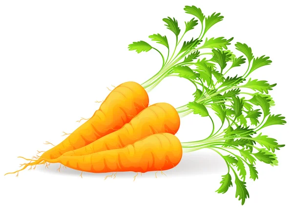 Zanahorias nutritivas — Vector de stock