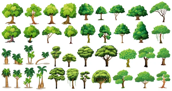 Conjunto de árboles — Archivo Imágenes Vectoriales