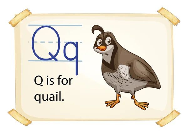 A letter Q for quail — Stock Vector