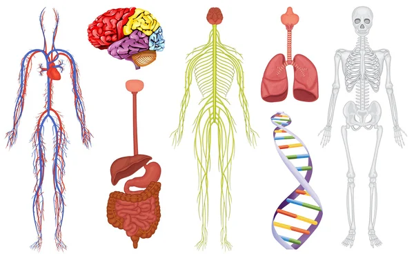 Órgãos do corpo —  Vetores de Stock