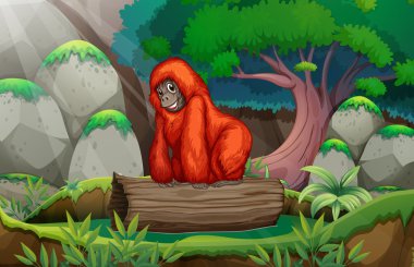 Orman, bir goril