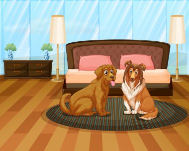 İki köpek ile bir ev