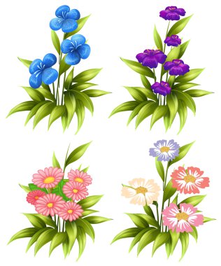 Çiçek açan çiçekler dört setleri