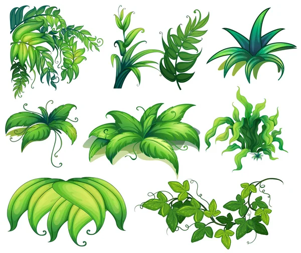 Pflanzen — Stockvektor