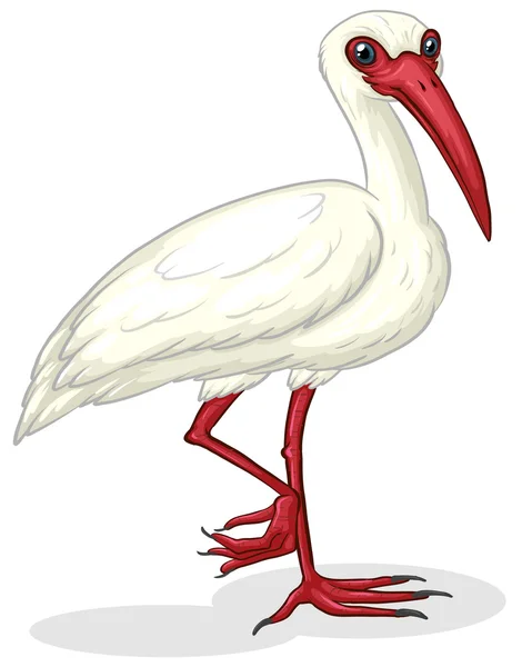 Ibis sobre blanco — Vector de stock