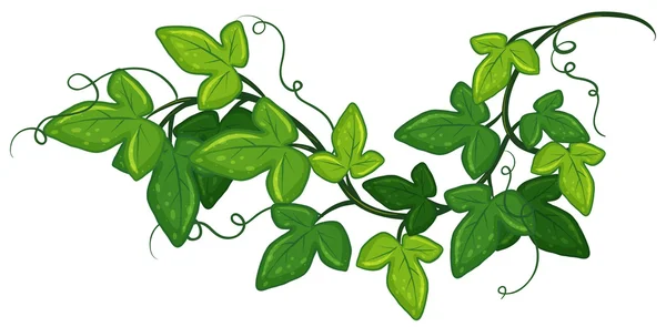 Bluszcz roślin — Wektor stockowy