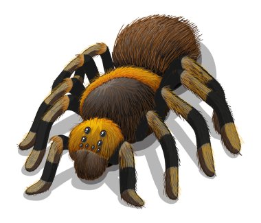 A Tarantula spider clipart