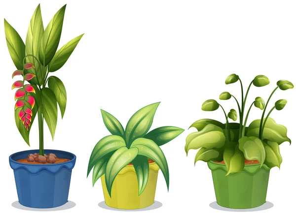 Potted plant — Stock Vector