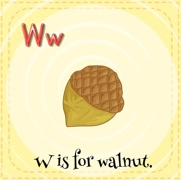 Písmeno W pro ořech — Stockový vektor