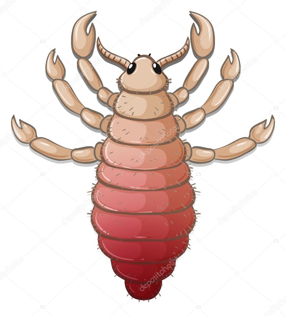 A louse