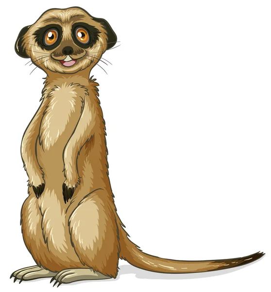 Meerkat — Image vectorielle