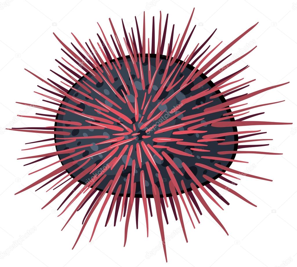 Seaurchin Stock Vector Image By C Interactimages