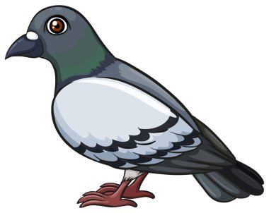 A pigeon clipart