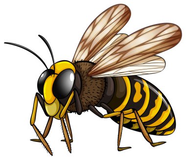 Eşek arısı illüstrasyonu