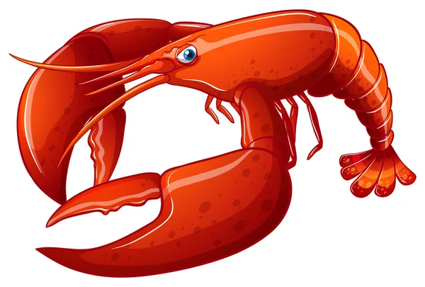 Illustration du homard — Image vectorielle