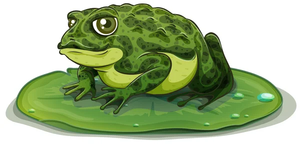 Frog Illustration — Stock Vector
