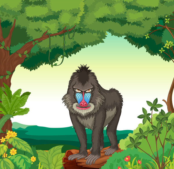 Baboon Illustration