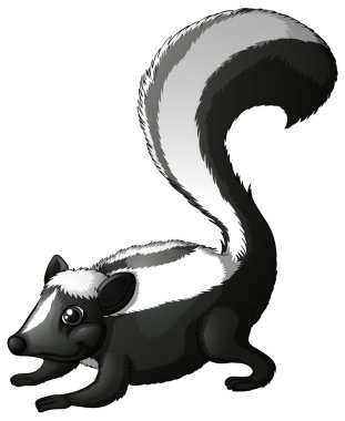 Zorillo Patagon