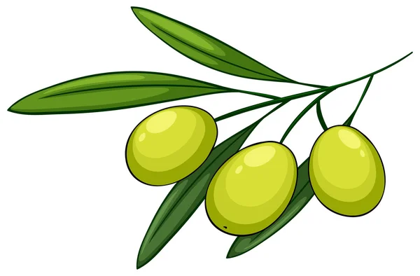 Aceituna — Vector de stock