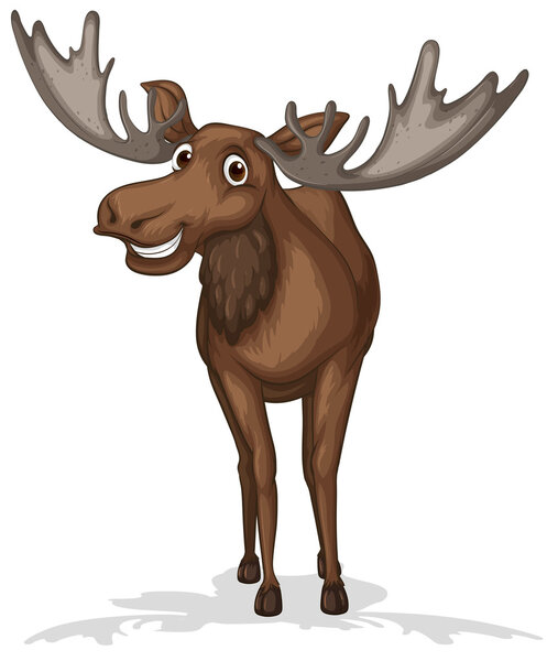 Moose	