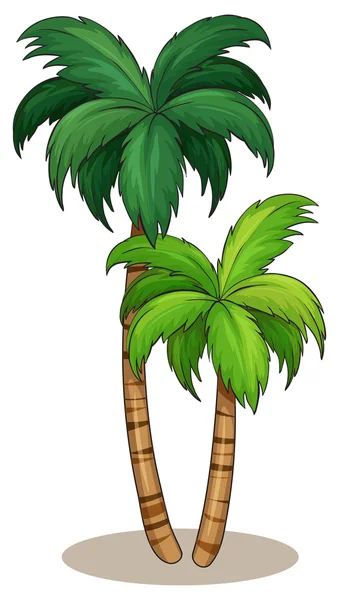 Palm tree — Stock Vector