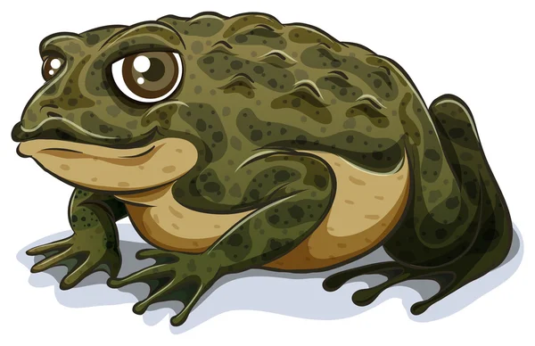 Toad — Stockvector