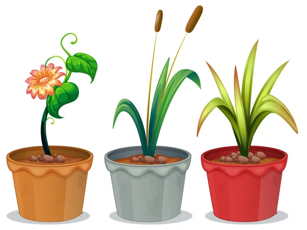 Potted Plants — Stock Vector