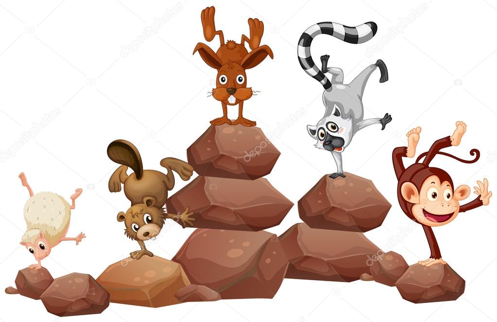 Animals and rocks