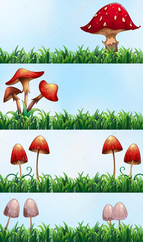 Mushrooms and green grass
