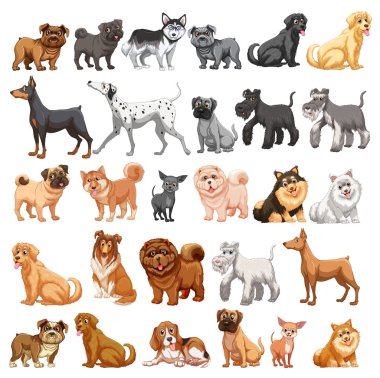 köpek koleksiyonu