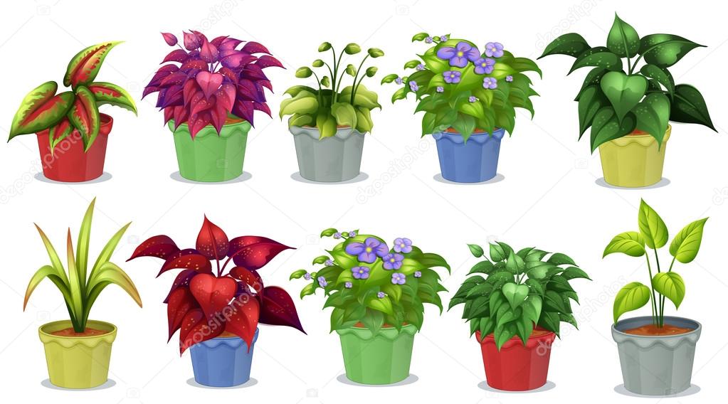 Potted plants