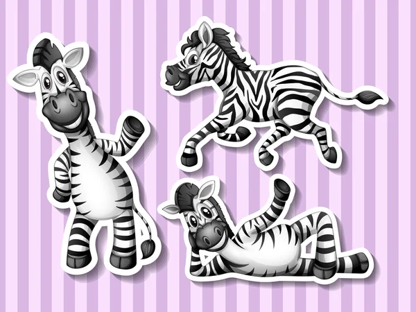 mexican zebra cartoon mexican zebra cartoon
