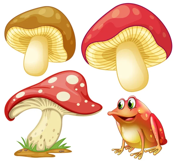 Fresh mushrooms and red frog — Stock Vector