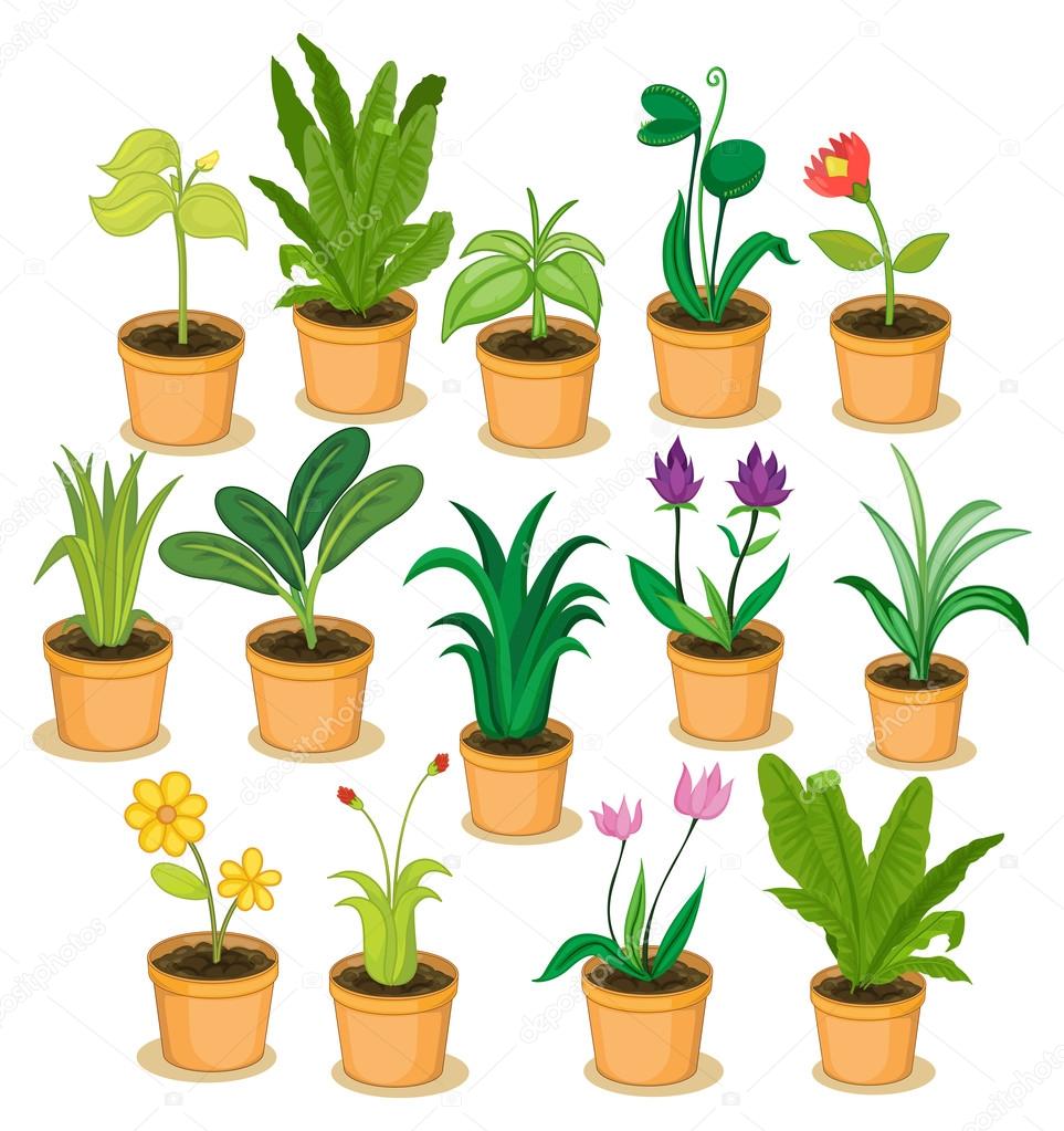 Potted plants and flowers