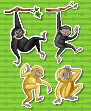 Gibbons dört farklı teşkil etmektedir