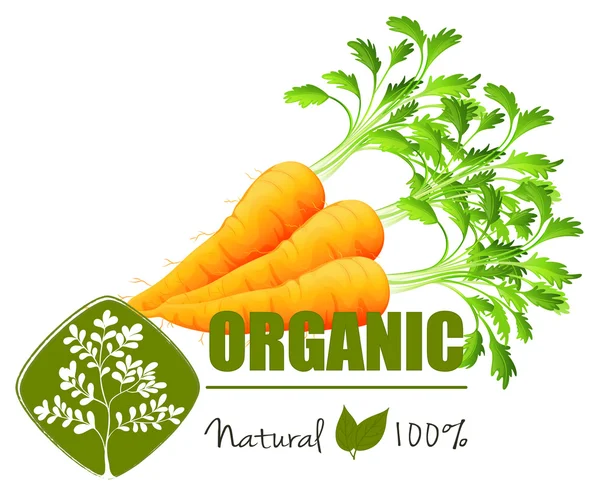 Fresh carrot and text — Stock Vector
