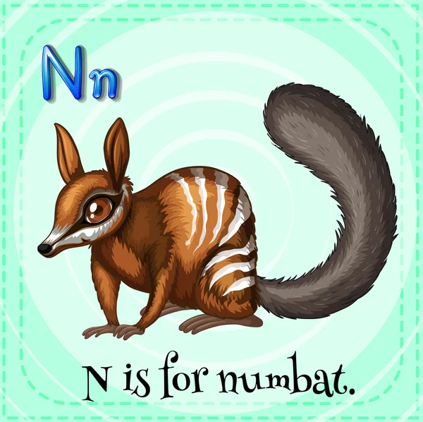 Flashcard letter N is for numbat — Stock Vector