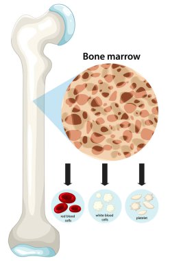 Kırmızı kan hücreleri, beyaz kan hücreleri ve trombositleri gösteren kemik iliği anatomisinin vektör çizimi