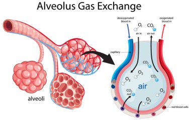 Akciğerlerdeki oksijen ve karbondioksit hareketini gösteren alveol gaz değişim sürecinin vektör çizimi