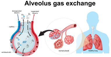 Alveolar gaz değişim sürecinin vektör diyagramı, oksijen ve karbondioksit akışı, etiketli anatomik yapılar