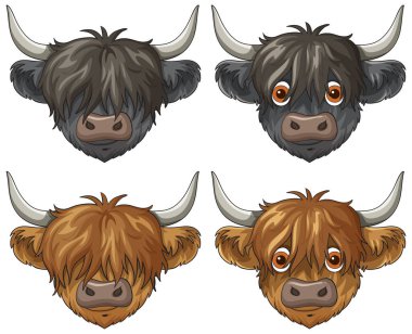 Her biri farklı yüz ifadeleri ve kürk renklerine sahip dört İskoç ineğinin vektör çizimi, beyaz arka planda neşeli bir çizgi film stiliyle çizilmiş.