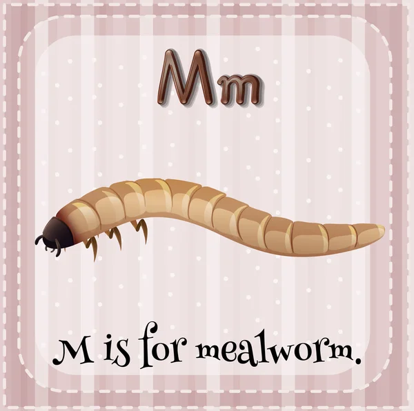 Είναι flashcard γράμμα Μ για mealworm — Διανυσματικό Αρχείο