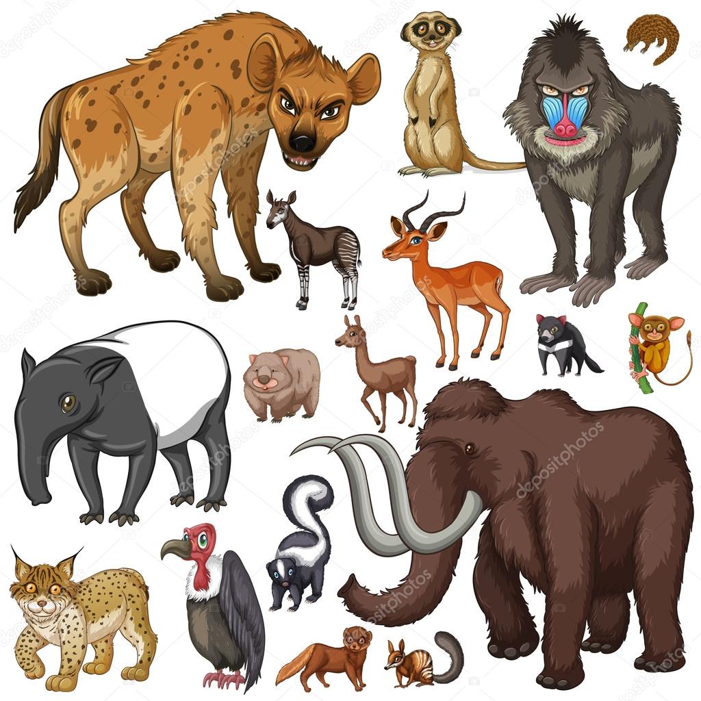Different kind of wild animals Stock Vector Image by ©interactimages #95007932 Different kind of wild animals Stock Vector Image by ©interactimages #95007932
