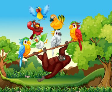 Yabani kuşlar ve ormandaki urangutan