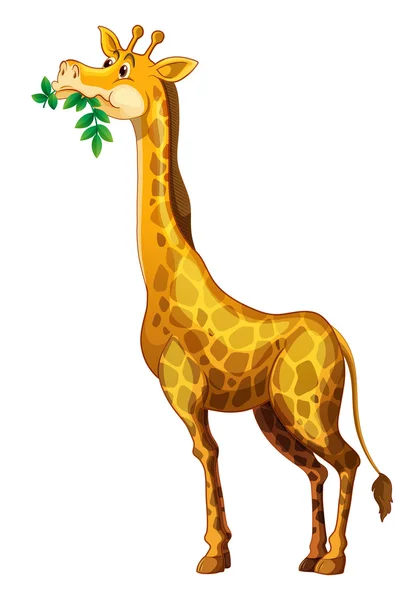 Cute giraffe chewing on leaves — Stock Vector