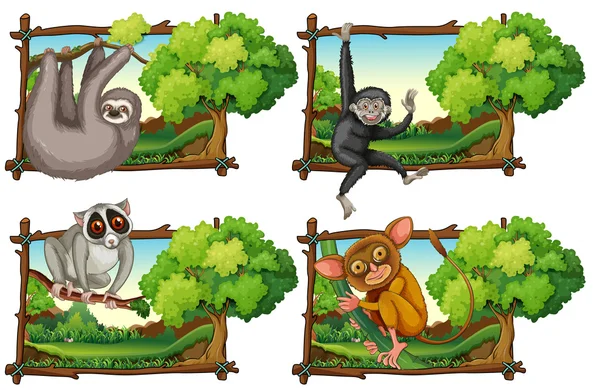 Wild animals haning on the branch — Stock Vector