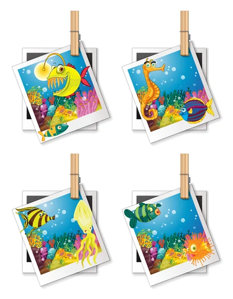 Four photo frames of fish — Stock Vector